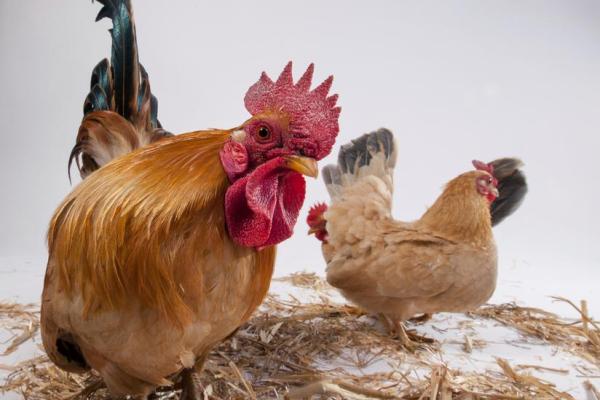 属鸡宝宝的命理解读:揭示他们的性格与未来发展潜力 属鸡宝宝的命理解读:揭示他们的性格与未来发展潜力