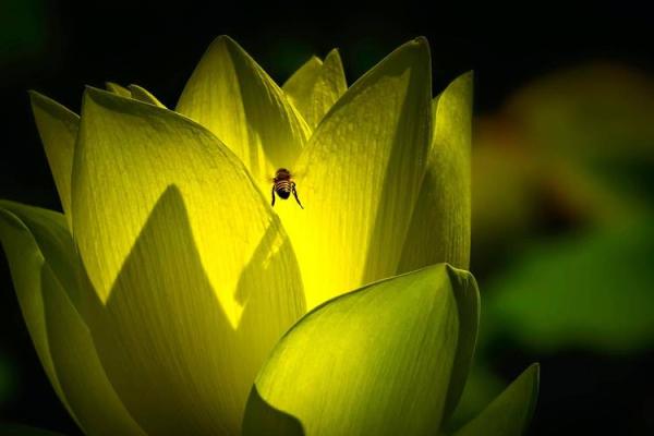 揭开70年属狗命运之谜:如何交好运助你成功! 揭开70年属狗命运之谜:如何交好运助你成功!