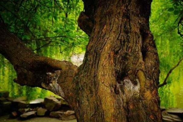 桑拓木命与何种命人的最佳结合探秘 桑拓木命与何种命人的最佳结合探秘