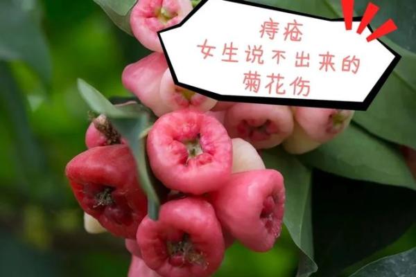 探秘菊花命:命理学中的独特象征与启示 探秘菊花命:命理学中的独特象征与启示
