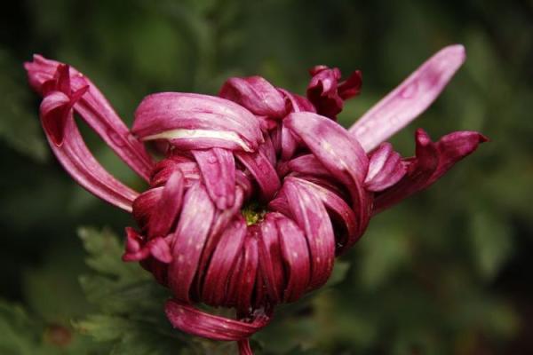 探秘菊花命:命理学中的独特象征与启示 探秘菊花命:命理学中的独特象征与启示