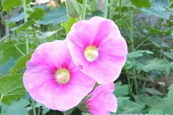 1991腊月25日,命理解析与人生启示 1991腊月25日,命理解析与人生启示