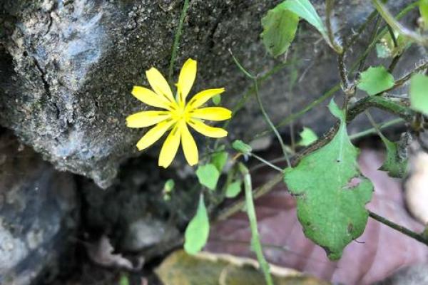 在四季更替中探寻生命的意义与美丽 在四季更替中探寻生命的意义与美丽
