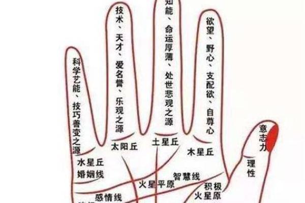 浅薄手纹的命格解析:命运与潜能的神秘关联 浅薄手纹的命格解析:命运与潜能的神秘关联