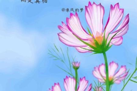 双手合十的人命运分析：看似平静的内心世界