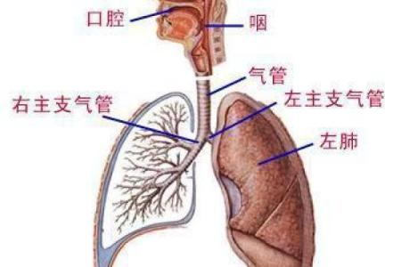 吸烟与长寿：为何烟民的生命旅程如此漫长？