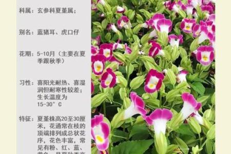 适合海水命人的植物选择与养护指南