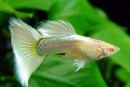 命理与水养：养鱼者的忌讳与吉祥之道