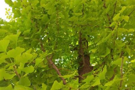 银杏树下的秘密：探寻银杏命的深刻寓意与人生哲思