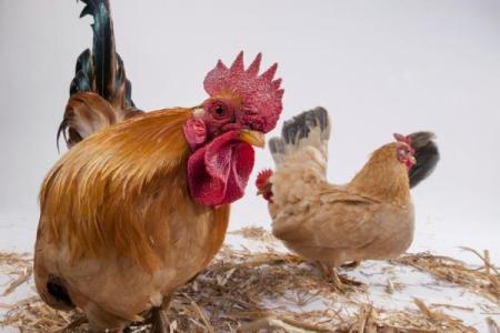 属鸡宝宝的命理解读：揭示他们的性格与未来发展潜力