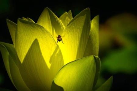 揭开70年属狗命运之谜：如何交好运助你成功！