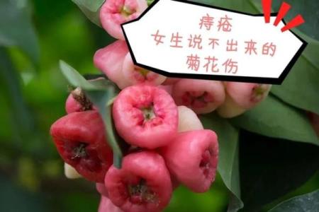 探秘菊花命：命理学中的独特象征与启示