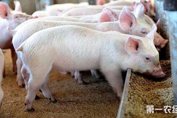 1983年出生的猪:命运与机遇的交响曲 1983年出生的猪:命运与机遇的交响曲