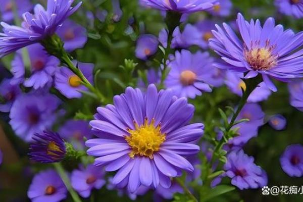 路旁土命者适合种什么花?揭示吉祥花卉的奥秘! 路旁土命者适合种什么花?揭示吉祥花卉的奥秘!