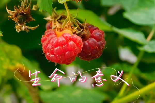 世界上最珍贵的命:生命的价值与意义探讨 世界上最珍贵的命:生命的价值与意义探讨