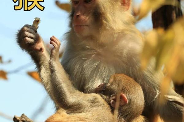 92年猴人命理分析:缺什么与如何弥补人生不足之处 92年猴人命理分析:缺什么与如何弥补人生不足之处