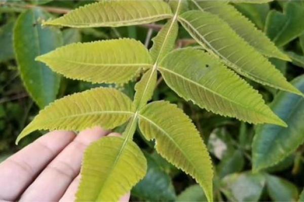 长命又美丽的植物：植物界的“长寿明星”