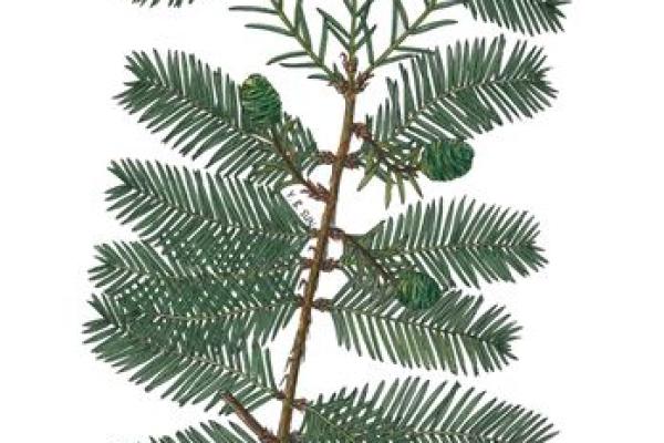 长命又美丽的植物：植物界的“长寿明星”