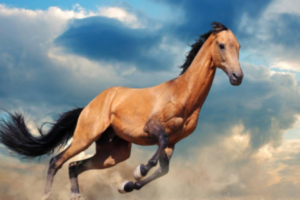 大林木命与属相的完美搭配：让你的命运更上一层楼