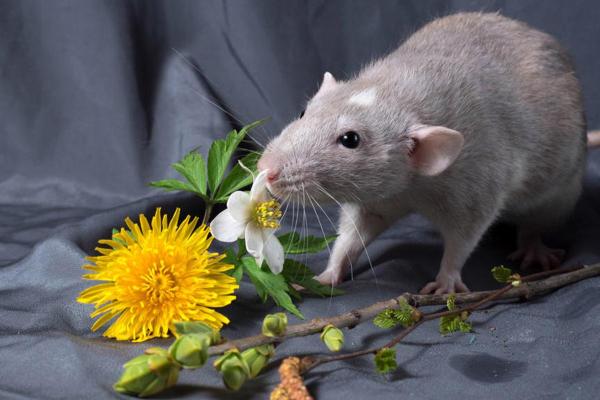 1900年属鼠的命运与性格:揭示神秘的命理奥义 1900年属鼠的命运与性格:揭示神秘的命理奥义