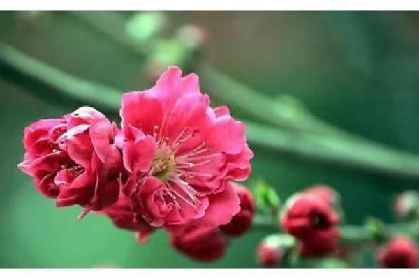 揭秘桃花运:命理如何测试你的人际魅力与爱情运势 揭秘桃花运:命理如何测试你的人际魅力与爱情运势