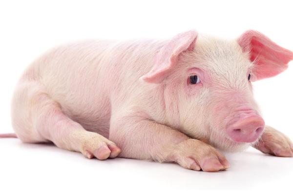 属猪人命运解析:不同出生年份的猪年命理与性格特征 属猪人命运解析:不同出生年份的猪年命理与性格特征