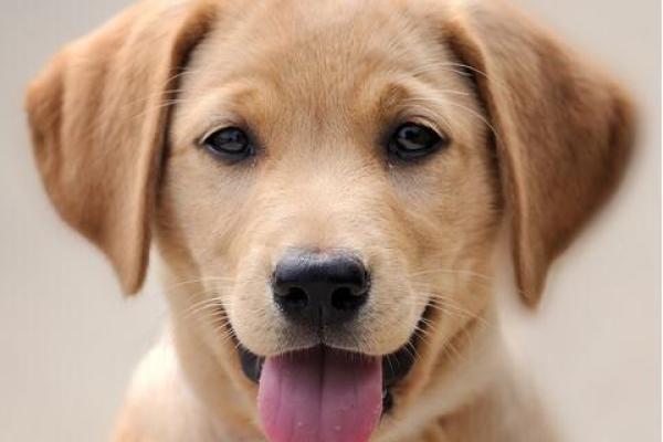 94年属狗女孩的命运解析：如何发挥优点，逆风翻盘