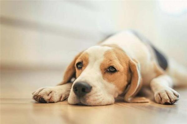 94年属狗女孩的命运解析：如何发挥优点，逆风翻盘