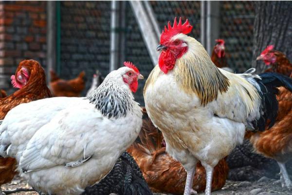 探秘1981年出生生肖鸡的命运与人生轨迹 探秘1981年出生生肖鸡的命运与人生轨迹