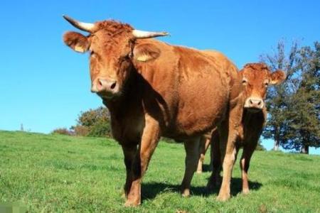 37岁属什么牛，属于什么命，揭秘你的牛年运势与性格特征！