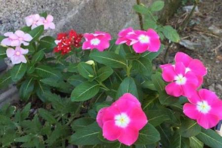 路旁土命者适合种什么花？揭示吉祥花卉的奥秘！