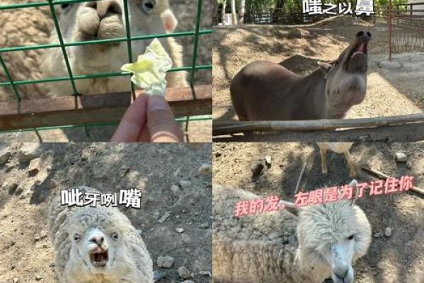 狮子男为何对命运嗤之以鼻:个性解析与人生观探讨 狮子男为何对命运嗤之以鼻:个性解析与人生观探讨