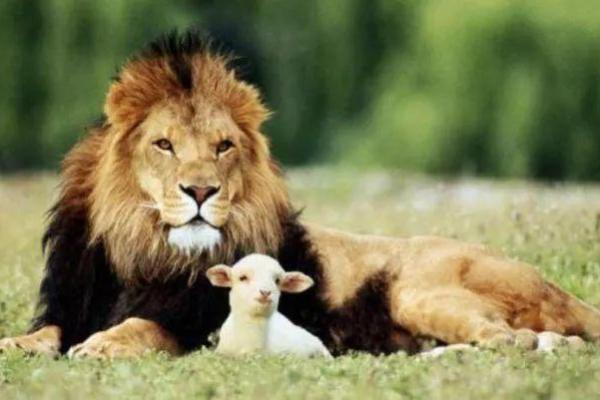 狮子男为何对命运嗤之以鼻:个性解析与人生观探讨 狮子男为何对命运嗤之以鼻:个性解析与人生观探讨