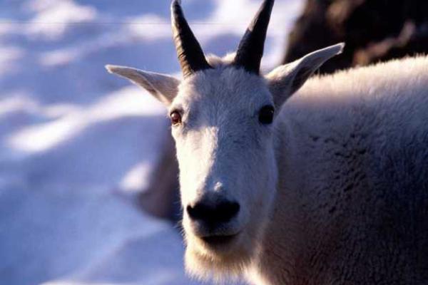 揭秘特殊命格背后的生肖密码,开启你的人生之旅! 揭秘特殊命格背后的生肖密码,开启你的人生之旅!
