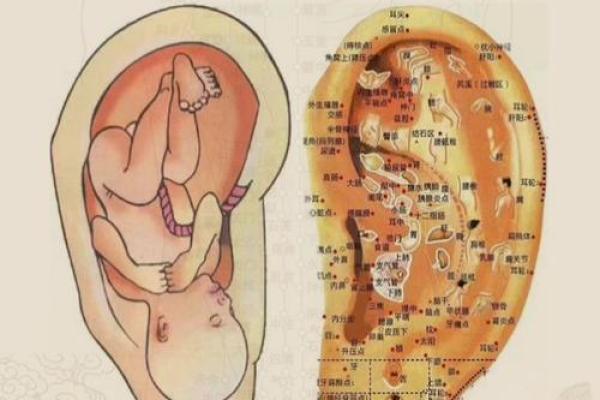 耳朵高于耳轮:揭示人生命运的秘密与启示 耳朵高于耳轮:揭示人生命运的秘密与启示