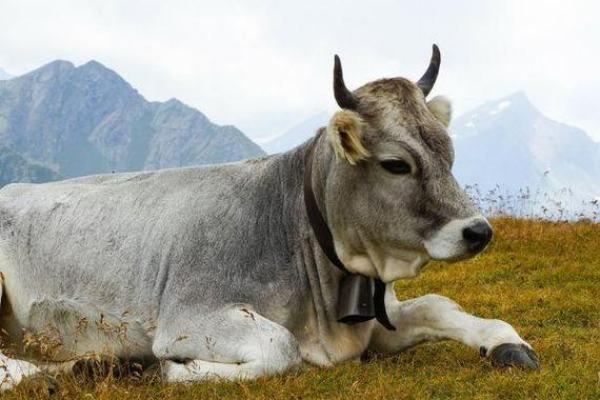 98年腊月二十:从命理角度看生肖牛的命运与运势 98年腊月二十:从命理角度看生肖牛的命运与运势