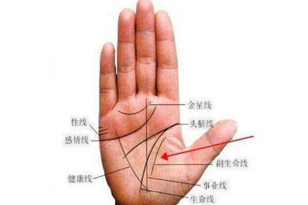 揭秘簸箕命女人:手相与命运的神秘关联 揭秘簸箕命女人:手相与命运的神秘关联