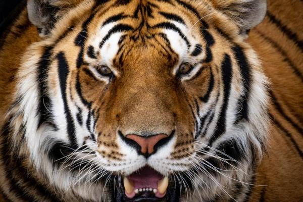 1974年属虎，命理解析与生活智慧