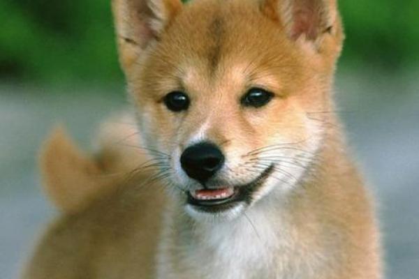 1982属狗水命的人生智慧与幸运数字探索