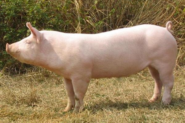 1948年属猪人:命运与幸运的探索之旅 1948年属猪人:命运与幸运的探索之旅