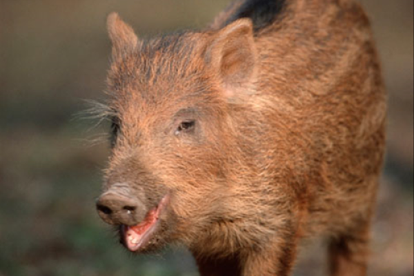 1948年属猪人:命运与幸运的探索之旅 1948年属猪人:命运与幸运的探索之旅