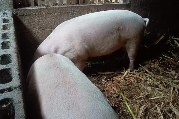 1934年出生的猪,这辈子注定与众不同!你准备好了解了吗? 1934年出生的猪,这辈子注定与众不同!你准备好了解了吗?