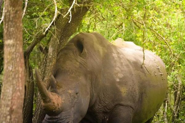 享福命的动物：与幸福共舞的生命象征