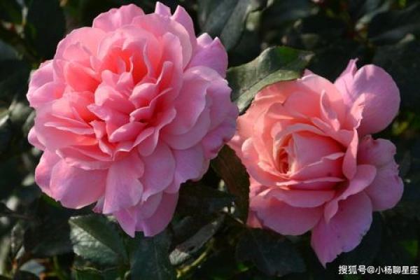 土命开业最吉日:选择出色时辰迎接财富与成功 土命开业最吉日:选择出色时辰迎接财富与成功