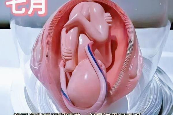 有过胎命:孕育生命背后的深刻意义与思考 有过胎命:孕育生命背后的深刻意义与思考