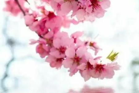 女命桃花旺：命理分析与情感运势的奥秘