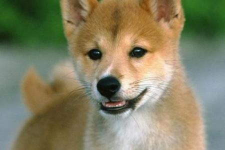 1982属狗水命的人生智慧与幸运数字探索