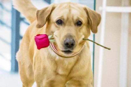 享福命的动物：与幸福共舞的生命象征