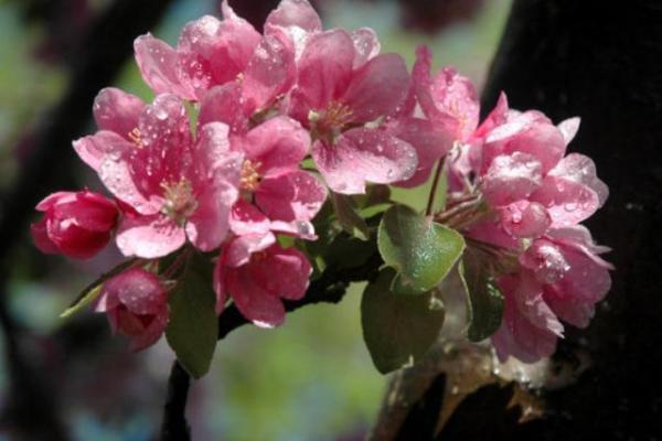 为什么女命会有红鸾星动?解密爱情与运势的关系! 为什么女命会有红鸾星动?解密爱情与运势的关系!