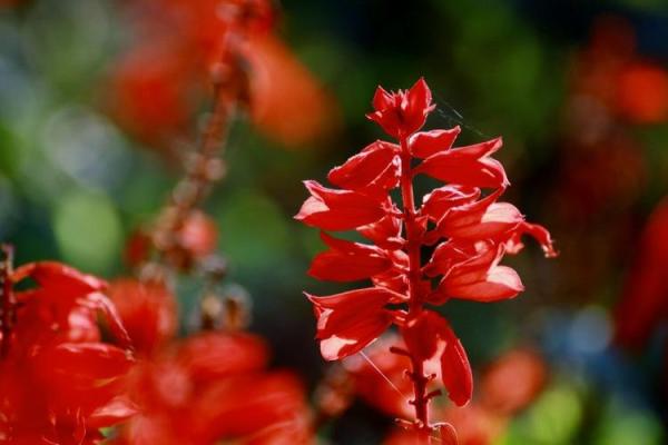 为什么女命会有红鸾星动?解密爱情与运势的关系! 为什么女命会有红鸾星动?解密爱情与运势的关系!